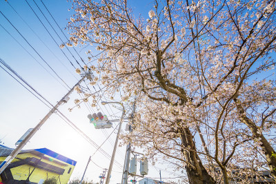 樱花