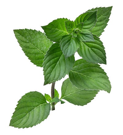 薄荷叶孤立在白色
