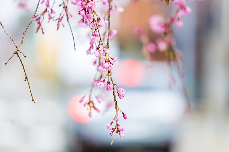 樱花在日本，樱花，角馆