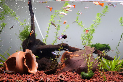 种植水族馆古比鱼