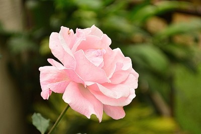 美丽的玫瑰花