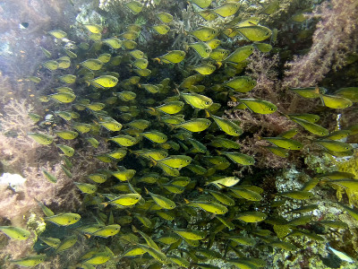 红海中的Dusky Sweepers (Pempheris adusta)