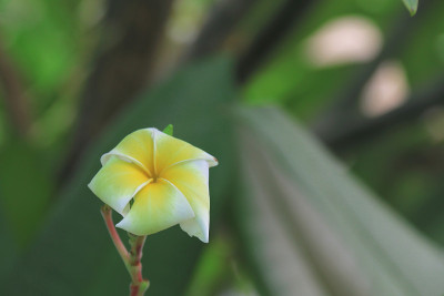 Plumeria
