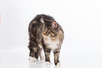 愤怒的灰色缅因猫站在白色书桌上沉思。白色背景。