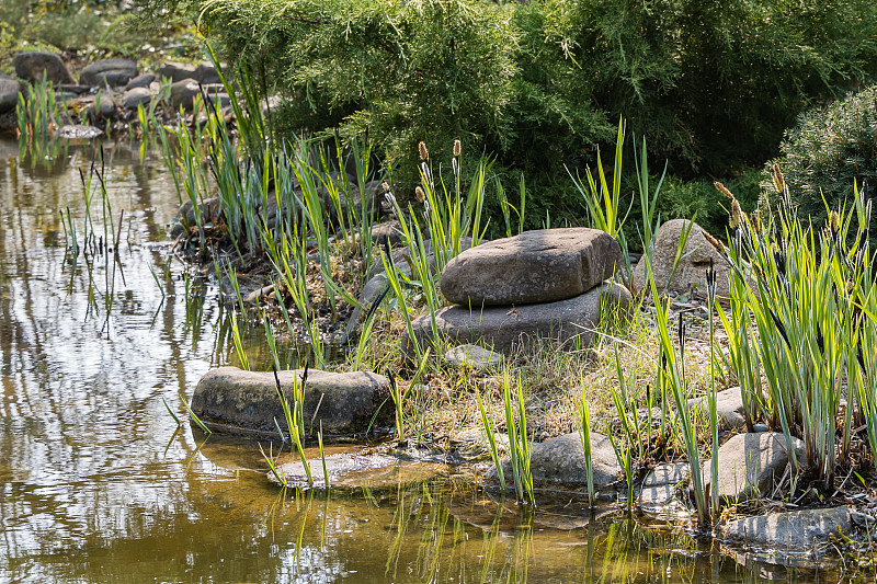 盛开的莎草黑苔(Carex melanostachya)池塘岸边的黑色或普通莎草。岸边的巨石。常青花