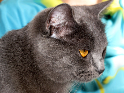 猫，毛茸茸的可爱宠物。
