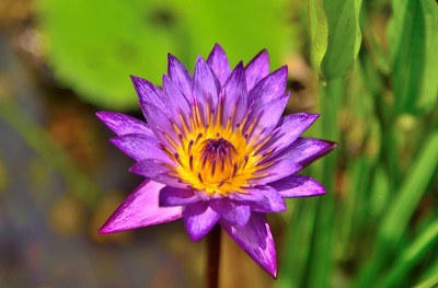 花