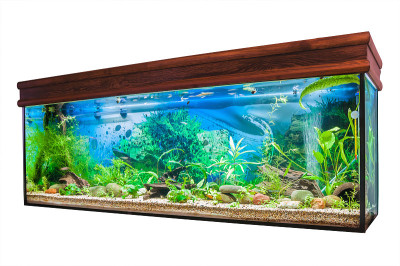 白色背景的水族馆