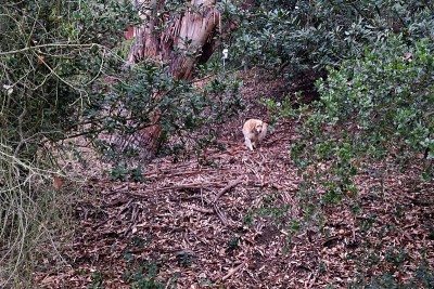 一只金毛猎犬站在倒下的桉树山上