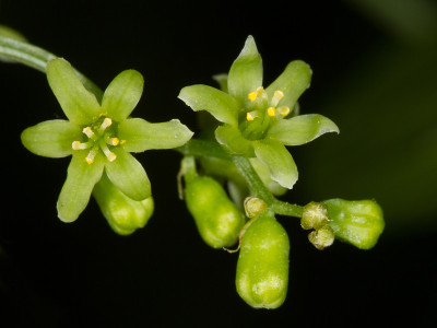 Dioscorea communis