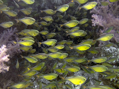 红海中的Dusky Sweepers (Pempheris adusta)