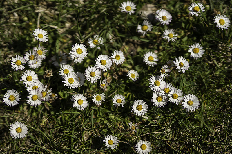 白色野生bellis flower plant白色小雏菊或bellis perennis，在花园里。