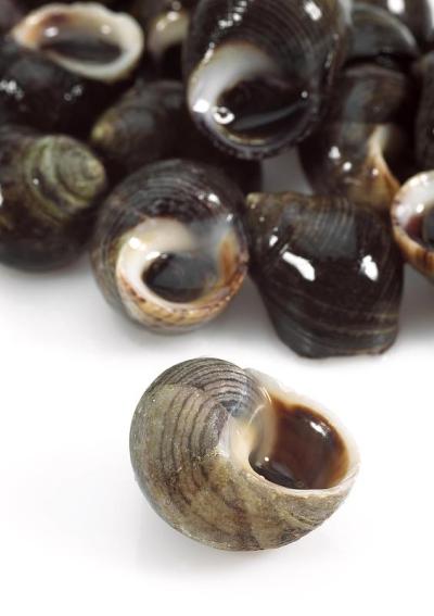 普通长春花，littorina littorea，贝壳对白色背景