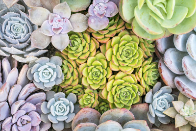 盆中仙人掌群，肉质植物