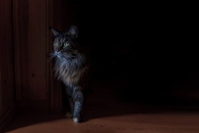 猫缅因走出幽暗，猫一样的侧影有着绿色的眼睛。