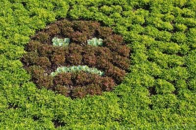 Emoticon-shaped植物