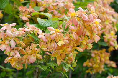 Mussaenda Philippica Garden童贞树，泰国
