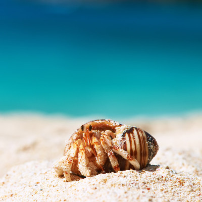 海滩上的寄居蟹