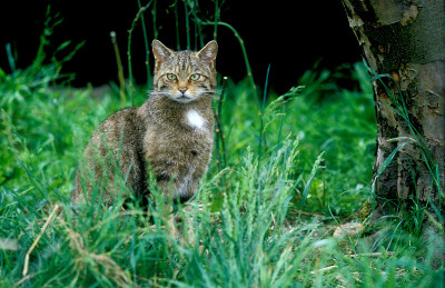 苏格兰野猫，野猫