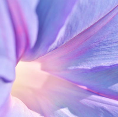 旋花类的数场毛里求斯。微距摄影。软的焦点。——图片