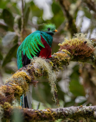 在哥斯达黎加金碧辉煌的Quetzal