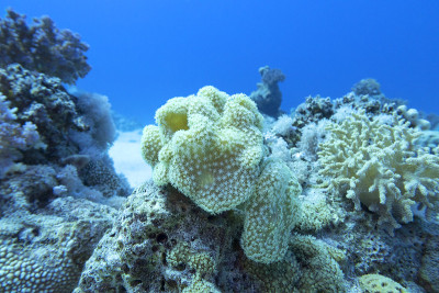 热带海底的色彩斑斓的珊瑚礁，麻藻珊瑚又称蘑菇皮珊瑚;水下景观