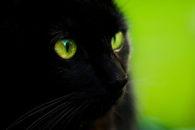 黑色的猫