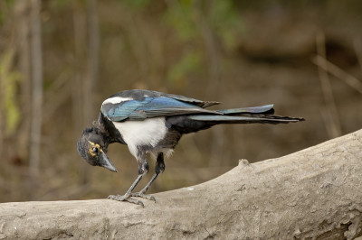 欧洲喜鹊，或普通喜鹊(异食癖)