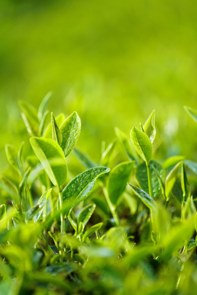 越南宝禄的茶叶。