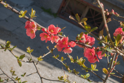 红海棠开花