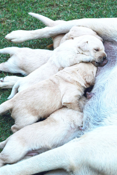 拉布拉多幼犬正在吮吸母犬的乳汁。