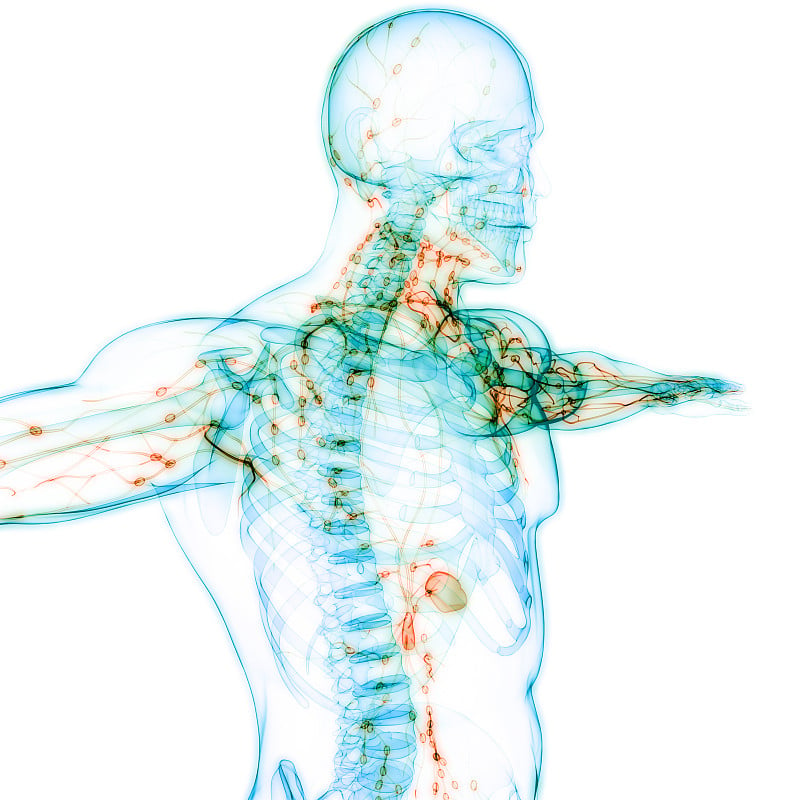人体内部系统淋巴结解剖
