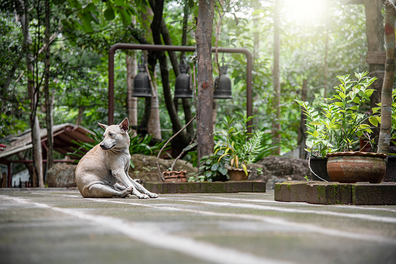 a dog abandoned at a temple in Thailand