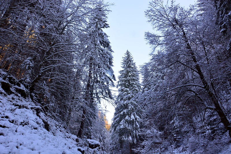 夜幕降临在白雪覆盖的森林里