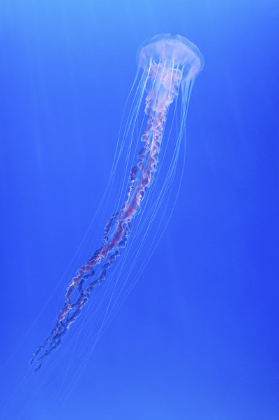 水母