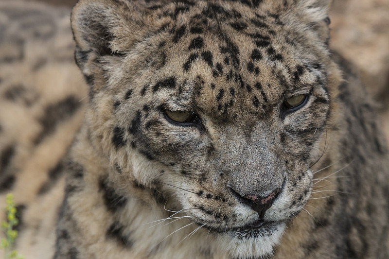 靠近雪豹(Panthera Uncia)在纳布保护区，吉尔吉斯斯坦