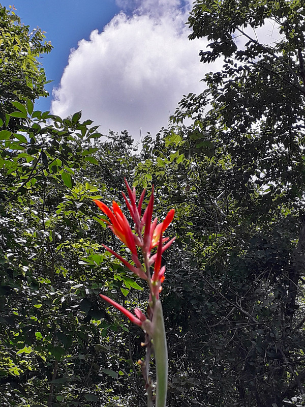 海里康属植物花