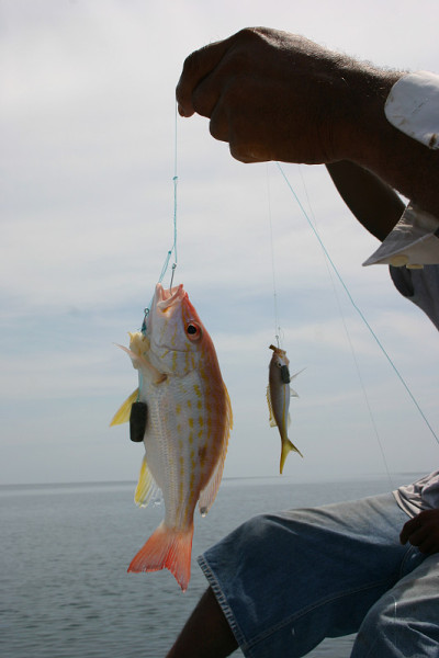 加勒比海fishin”