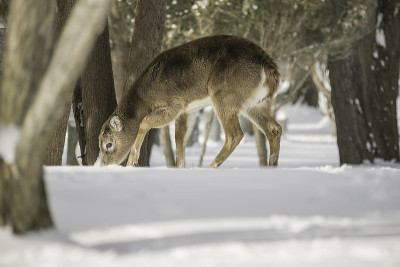 White-Tailed Deer (Odocoileus virginianus)