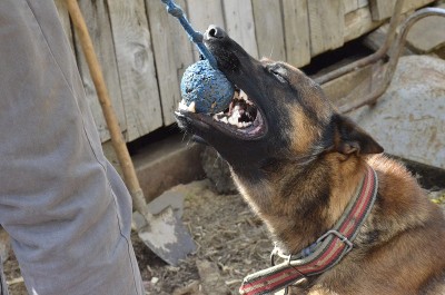 训练一只比利时牧羊犬