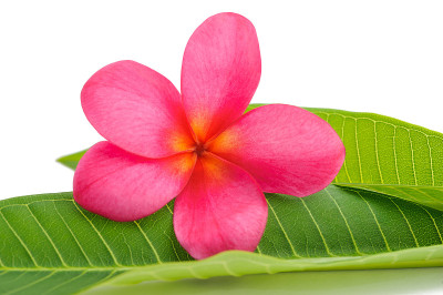 Plumeria