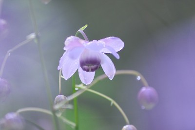 荷花在小雨中绽放