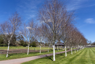 喜马拉雅桦树(Betula utilisat)