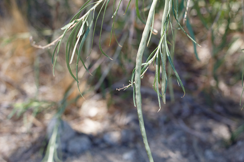 Chilopsis linearis fruit - 29 palm - 073120a