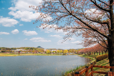 春天的韩国安山花郎游乐区公园
