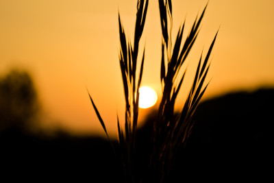 夕阳背景上的花