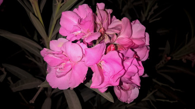 粉红色的花朵