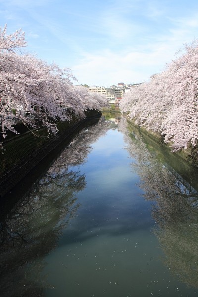 日本横滨大冈河边的一排樱花树