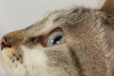 猫的眼睛