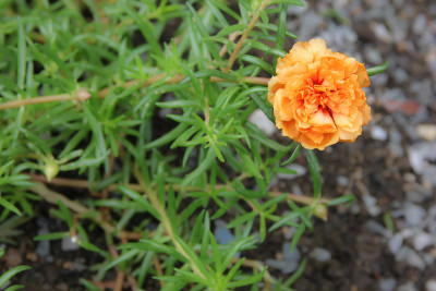橙色普通马齿苋花